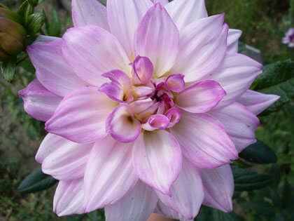 Георгин Акварель akvarel